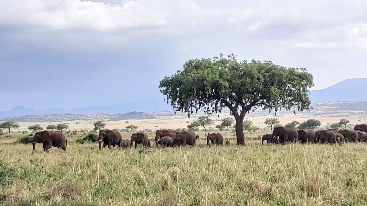 Elephanten in Uganda